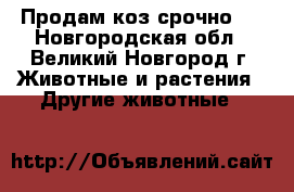Продам коз срочно!! - Новгородская обл., Великий Новгород г. Животные и растения » Другие животные   